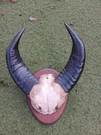 Hoorns en schedel van Kaapse Buffel, koe, rund, Verzamelen, Dierenverzamelingen, Ophalen of Verzenden