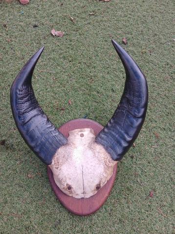 Hoorns en schedel van Kaapse Buffel, koe, rund beschikbaar voor biedingen