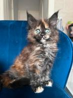 Maine coon kittens met stamboom. Twee prachtige nestjes., Dieren en Toebehoren, Meerdere dieren, Langharig, 0 tot 2 jaar