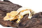 Wimpergekko's van 2024, Hagedis, Tam, 0 tot 2 jaar
