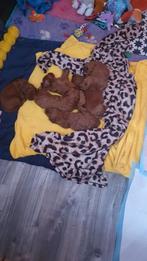 Rode Mini half australian/ Labradoodle pups, Overige rassen, CDV (hondenziekte), 8 tot 15 weken, Meerdere