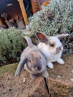 Jonge konijntjes te koop, Dieren en Toebehoren, Konijnen, Meerdere dieren