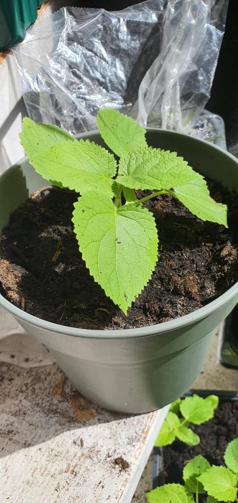 Paulowniaplanten, Tuin en Terras, Planten | Bomen, Overige soorten, Minder dan 100 cm, Volle zon, Lente, In pot, Ophalen