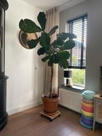 Ficus Lyrata vioolbladplant 180/190 cm hoog, Ophalen, Ficus, Halfschaduw, 150 tot 200 cm