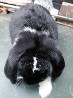 Ras zuivere Franse Hangoor lief en aanhankelijk St Bernard o, Dieren en Toebehoren, Konijnen, Vrouwelijk, Groot, Hangoor, 0 tot 2 jaar