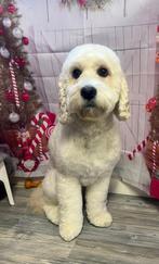 Guus golden doodle DEKREU, Dieren en Toebehoren, Honden | Niet-rashonden, Rabiës (hondsdolheid), Reu, Eén hond, Nederland