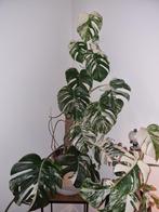 Monstera Variegata - Zeldzame Kamerplant, Huis en Inrichting, Kamerplanten, Ophalen, 100 tot 150 cm, Overige soorten, Halfschaduw