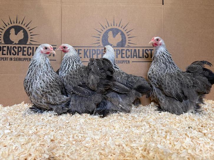 Cochin kriel meerzomig zilver patrijs gesekst en ingeënt, Dieren en Toebehoren, Pluimvee, Kip, Vrouwelijk
