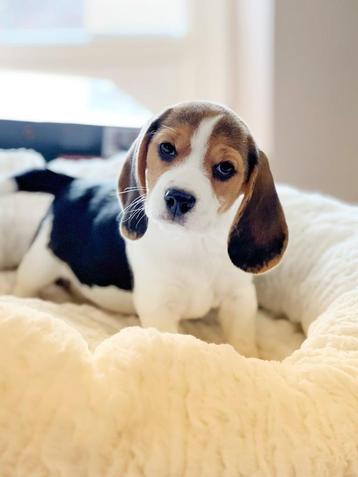 Prachtige Belgische Beagle pups te koop  beschikbaar voor biedingen