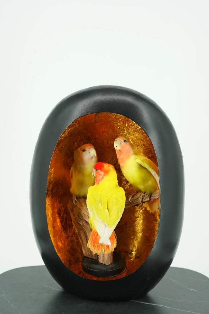 Opgezette Dwergpapegaai in Luxe Display - Wildernis Atelier, Verzamelen, Dierenverzamelingen, Nieuw, Opgezet dier, Ophalen of Verzenden