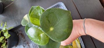 Peperomia raindrop variegata  beschikbaar voor biedingen