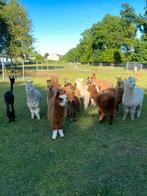 Alpaca’s te koop, hengst, merrie, veulens, Dieren en Toebehoren, Overige Dieren, Meerdere dieren, Voor 1 juli 2024