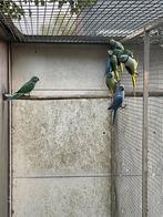 Koppel mallabar parkieten., Meerdere dieren, Parkiet