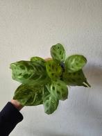 Maranta leuconeura variegata, Ophalen, Overige soorten, Minder dan 100 cm