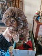 ## Super lieve Shihtzu puppy mag bijna mee ##, Dieren en Toebehoren, Honden | Chihuahua's en Gezelschapshonden, Eén hond, Nederland