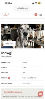 Duiste dog teefje ter adoptie, Rabiës (hondsdolheid), Teef, Groot, Eén hond