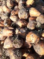 Voederbieten, Ophalen, Vee