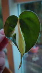 Stek Philodendron cream splash, Ophalen of Verzenden, Halfschaduw, Minder dan 100 cm