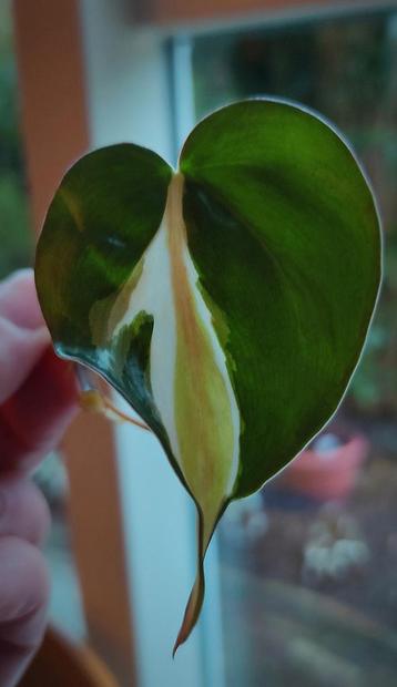 Stek Philodendron cream splash  beschikbaar voor biedingen