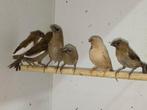Bruine splitsstaartamadine en 5 Japanse meeuwen, Dieren en Toebehoren, Vogels | Overige Vogels, Meerdere dieren