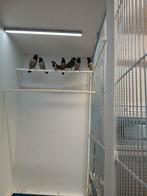 Molukse Bronzemannetjes 3 koppels, Meerdere dieren