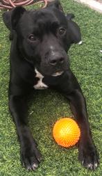 Knappe vrolijke American Stafford (3 jaar) zoekt lieve baas, Dieren en Toebehoren, Honden | Niet-rashonden, Rabiës (hondsdolheid)