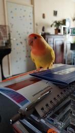 Agapornis vrouw, Dieren en Toebehoren, Vogels | Parkieten en Papegaaien, Vrouwelijk, Dwergpapegaai of Agapornis