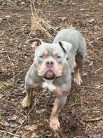 Tri color dekreu, Dieren en Toebehoren, Rabiës (hondsdolheid), Reu, 1 tot 2 jaar, Bulldog