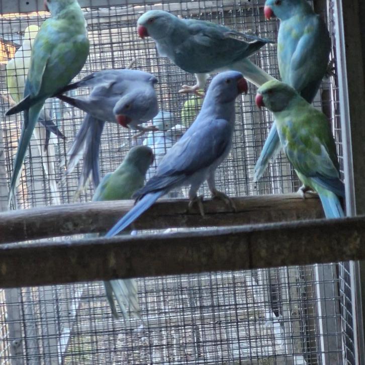 Halsband parkieten, Dieren en Toebehoren, Vogels | Parkieten en Papegaaien, Parkiet, Meerdere dieren, Geringd