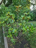 Magnolia grandiflora little gem, Tuin en Terras, Ophalen, Appelboom, Lente