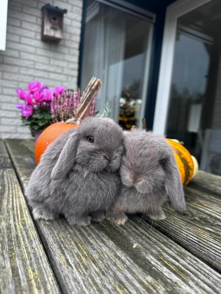 Raszuiver minilop koppel, minilops, dwerghangoor, konijn, Dieren en Toebehoren, Konijnen, Dwerg, Meerdere dieren