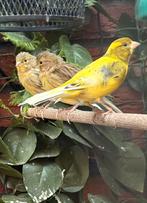 Timbrado Kanaries te koop, Dieren en Toebehoren, Geslacht onbekend, Kleurkanarie