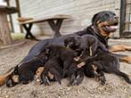 Rottweiler Puppy's, Dieren en Toebehoren, 8 tot 15 weken, Meerdere, Meerdere dieren, Rottweiler