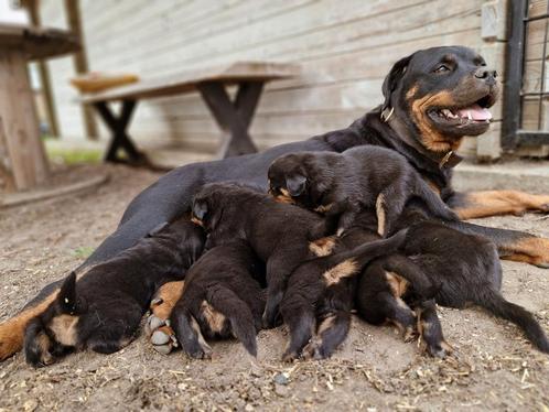 Rottweiler Puppy's, Dieren en Toebehoren, Honden | Bulldogs, Pinschers en Molossers, Meerdere dieren, Rottweiler, Particulier