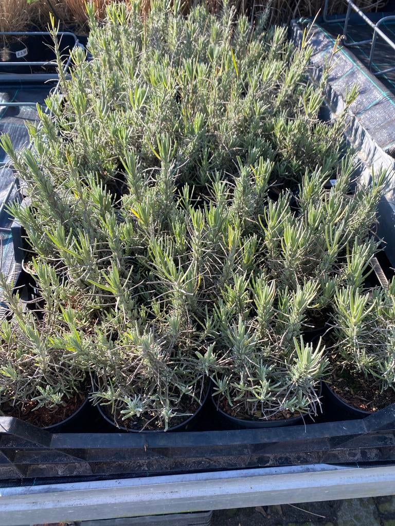 Lavendel ‘munstead’, Tuin en Terras, Ophalen