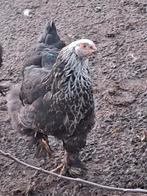 Brahma 's groot te koop. Prachtige losse hennen van 2025!, Dieren en Toebehoren, Pluimvee, Vrouwelijk, Kip