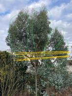 Tk grote takken eucalyptus, kerst, bloemschikken, kransen,, Ophalen, Nieuw