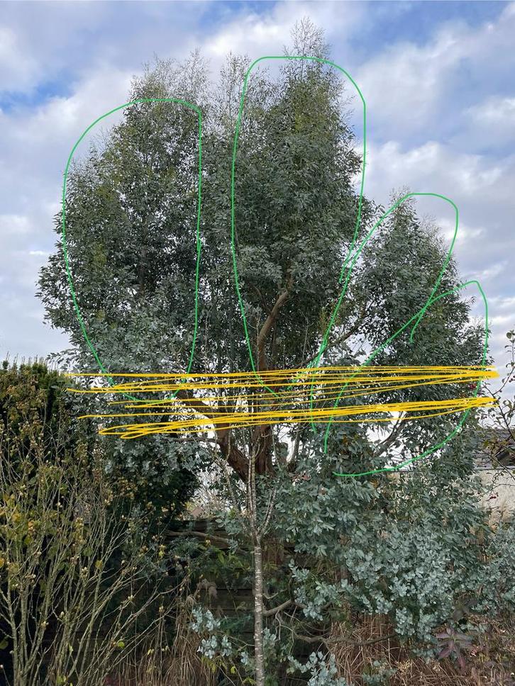 Tk grote takken eucalyptus, kerst, bloemschikken, kransen,, Diversen, Kerst, Nieuw, Ophalen