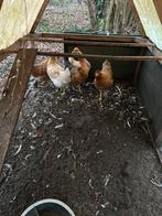 Legkippen groenleggers, Vrouwelijk, Kip