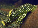L-Nummers: L018 Baryancistrus xanthellus, Vis, Zoetwatervis