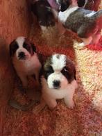 Sint Bernard pups, Dieren en Toebehoren, Honden | Niet-rashonden, Rabiës (hondsdolheid), 8 tot 15 weken, Groot, Meerdere