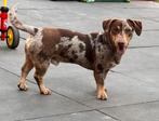 Jack Russel Choco merle dekreu, Dieren en Toebehoren, Honden | Dekreuen, Rabiës (hondsdolheid), Reu, 1 tot 2 jaar, Eén hond