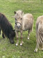 Mushroom hengst en Palomino bont hengst, Dieren en Toebehoren, Pony's, Gechipt, Niet van toepassing, 0 tot 2 jaar, Hengst
