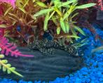 Ancistrus (bodemeter/ pleco / algeneter), Dieren en Toebehoren, Vissen | Aquariumvissen, Zoetwatervis, Schoolvis, Vis