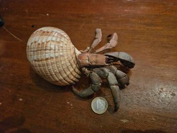 Grote opgezette hermietkreeft te koop
 beschikbaar voor biedingen
