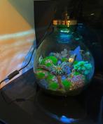 Verlichte ingerichte Italiaanse handgeblazen vaas ecosysteem, Ophalen, Minder dan 50 cm, Groen, Glas