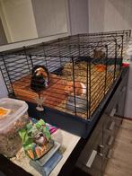 Te koop 2 mooie cavia's (vrouwtjes) compleet, Augustus, Vrouwelijk, Cavia