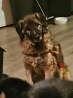 Hermine Ter Adoptie, Particulier, Rabiës (hondsdolheid), Buitenland, Teef