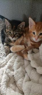 Twee Lieve Half Maine Coon Kittens – Red Tabby & Tortie Tabb, Meerdere dieren, Ontwormd