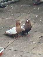 Iranse duiven, Dieren en Toebehoren, Meerdere dieren, Postduif